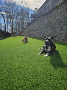 Two happy dogs playing on PFAS Safe Artificial Grass, enjoying a safe and environmentally friendly outdoor area.