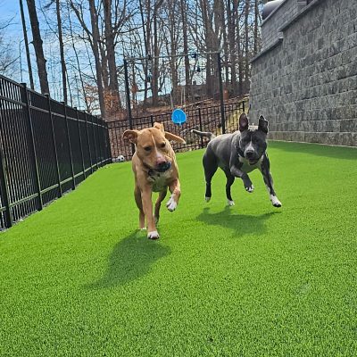 dogs playing on pet turf installed by Synthetic Turf Concepts in North Carolina
